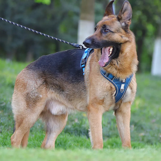 Original Premium Harness